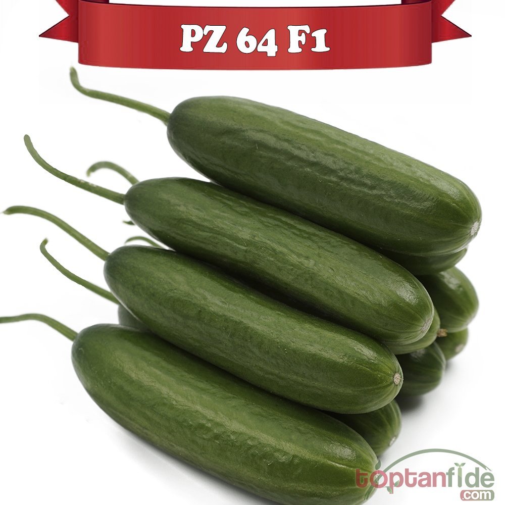 PZ 64 F1 - Silor Hıyar Fidesi