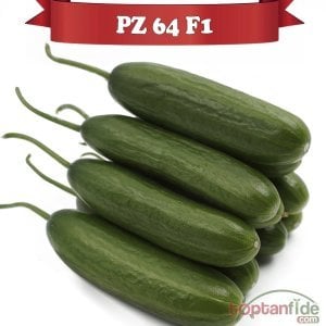 PZ 64 F1 - Silor Hıyar Fidesi