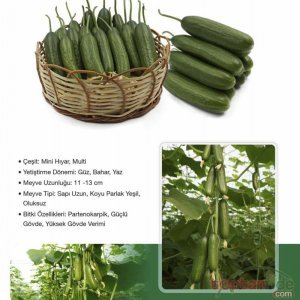 PZ 64 F1 - Silor Hıyar Fidesi