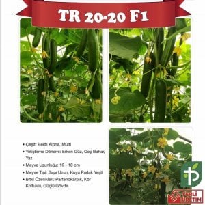 Veneta F1 - Beith Alpha Hıyar Fidesi