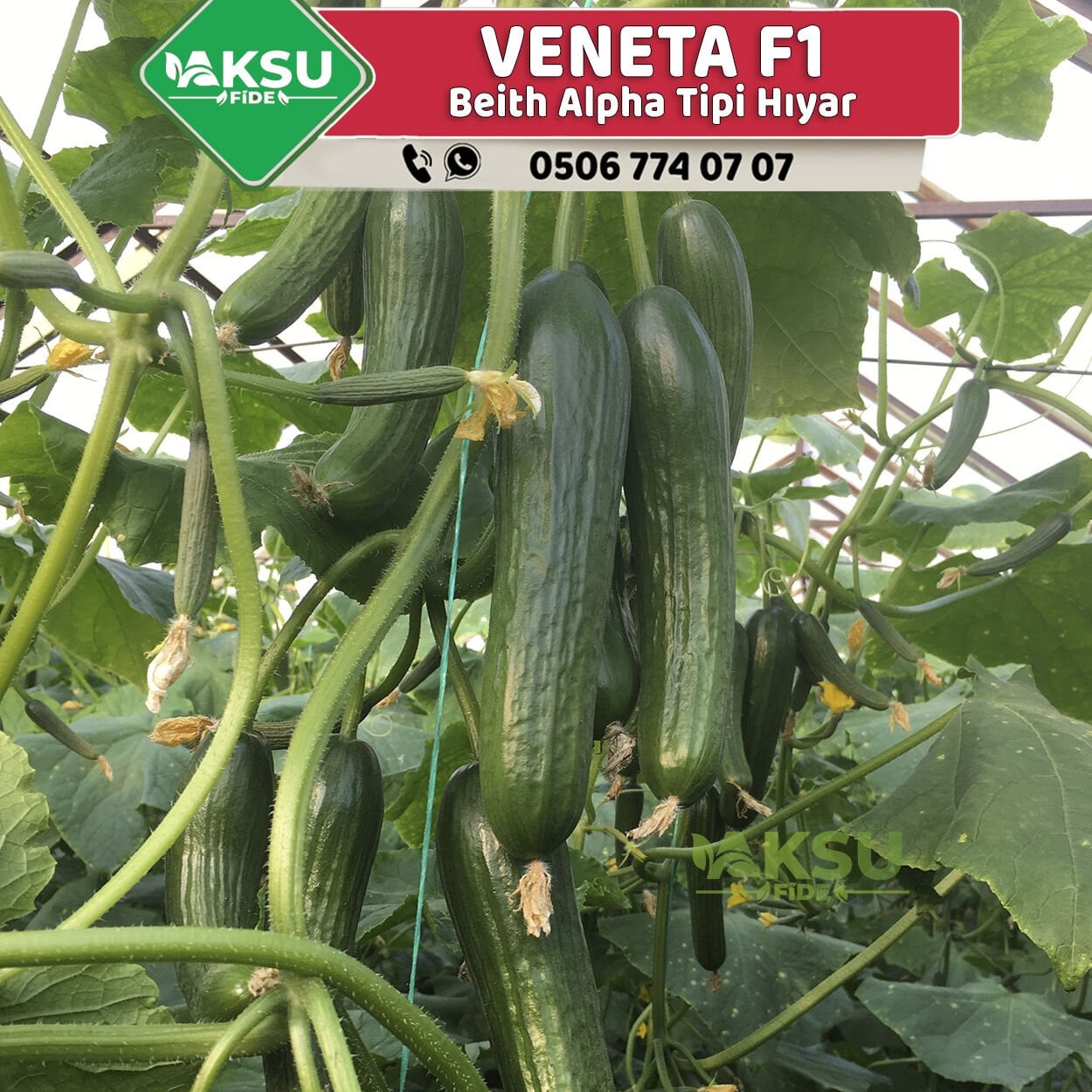 Veneta F1 - Beith Alpha Hıyar Fidesi