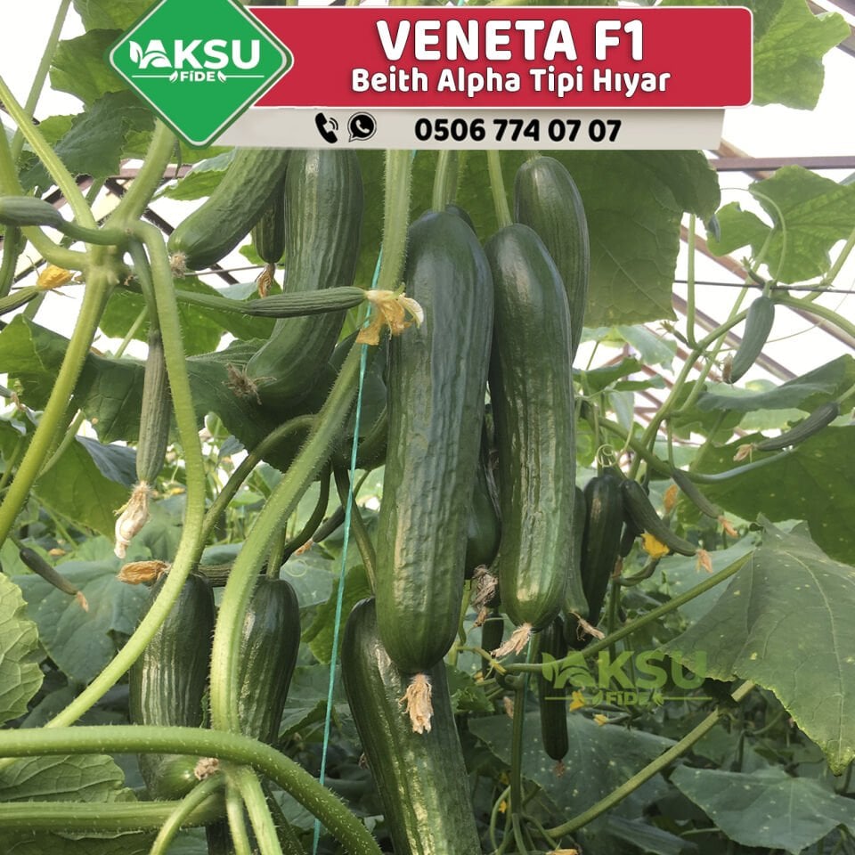 Veneta F1 - Beith Alpha Hıyar Fidesi