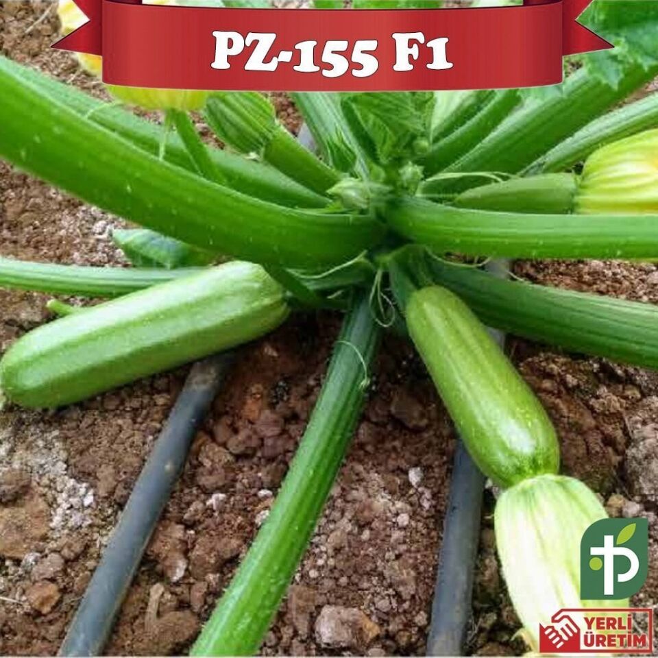 PZ-155 F1 - Kabak Fidesi