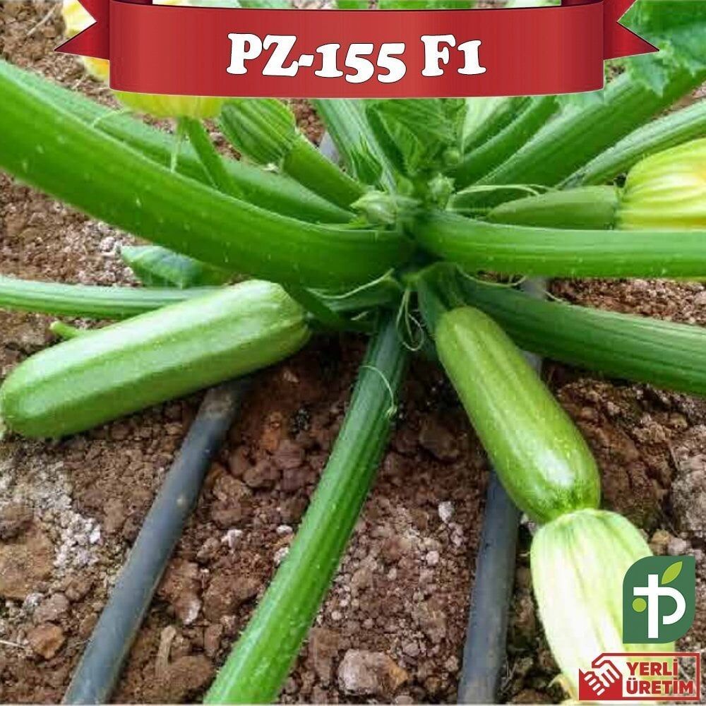 PZ-155 F1 - Kabak Fidesi