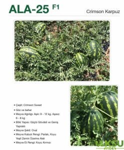 ALA-25 F1 - Karpuz Fidesi