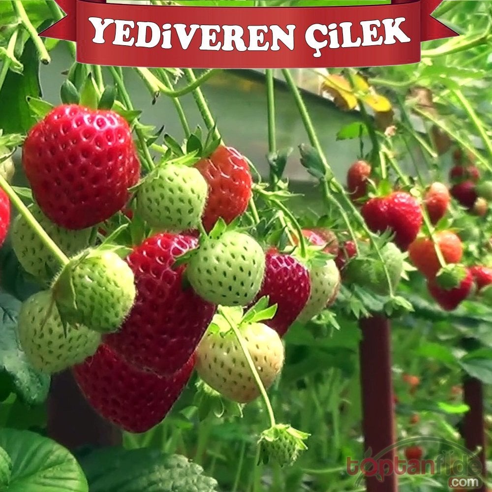 Yediveren Çilek Fidesi