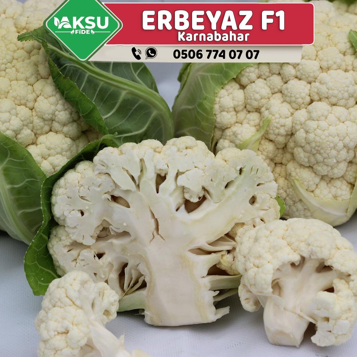 Erbeyaz F1 Kaliteli Karnabahar Fidesi