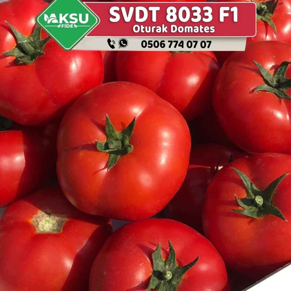 SVDT 8033 F1 Oturak Domates Fidesi