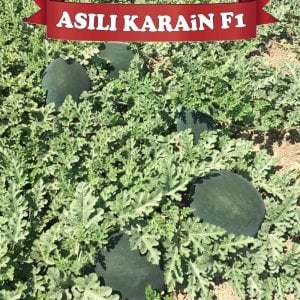 Aşılı Karain F1 Karpuz Fidesi