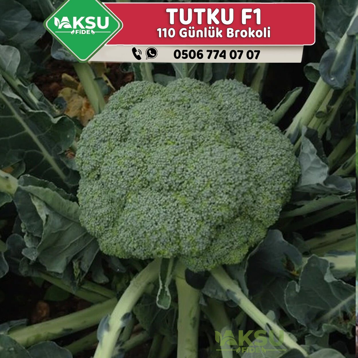 Tutku F1 Brokoli Fidesi