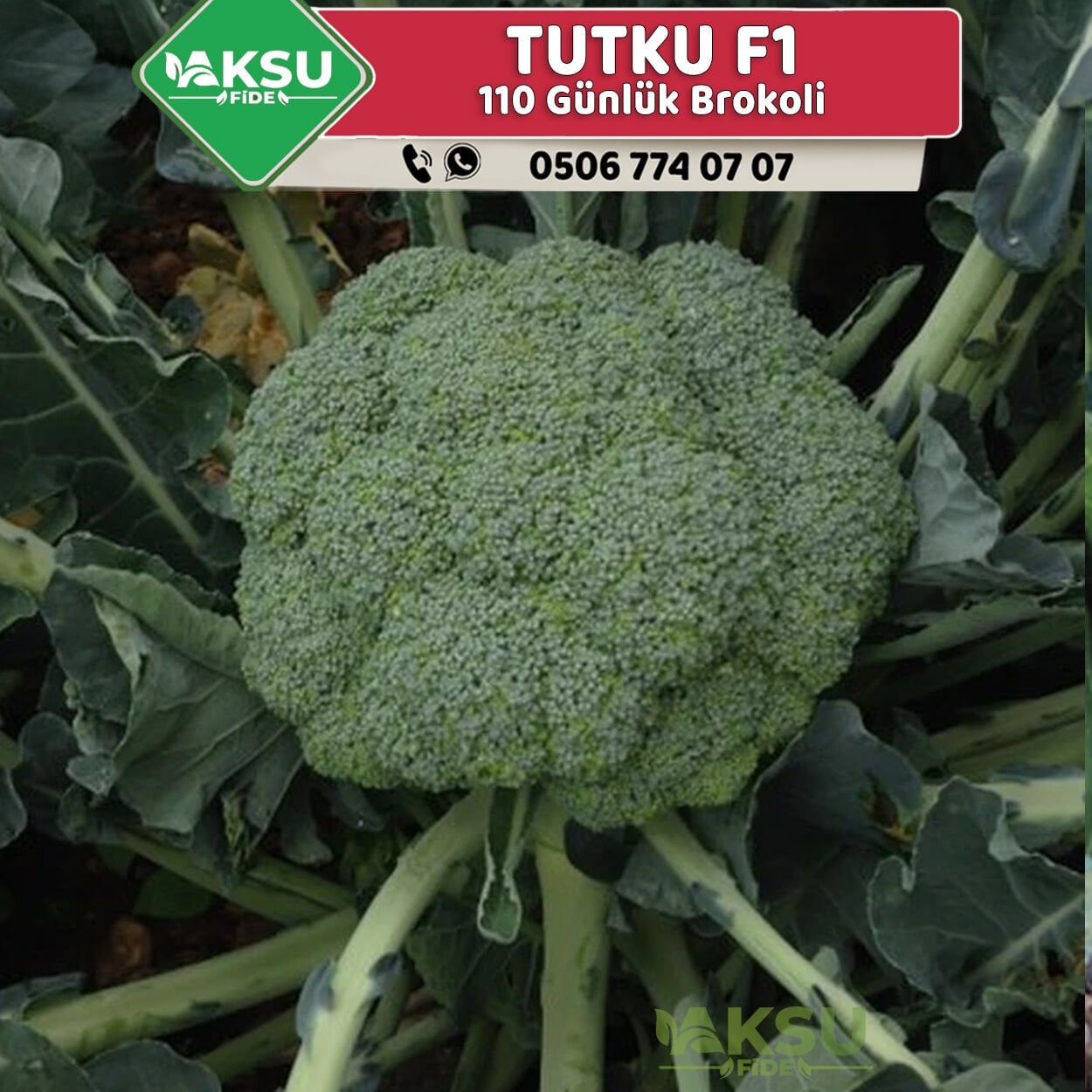 Tutku F1 Brokoli Fidesi