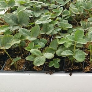 Rubygem Yediveren Çilek Fidesi