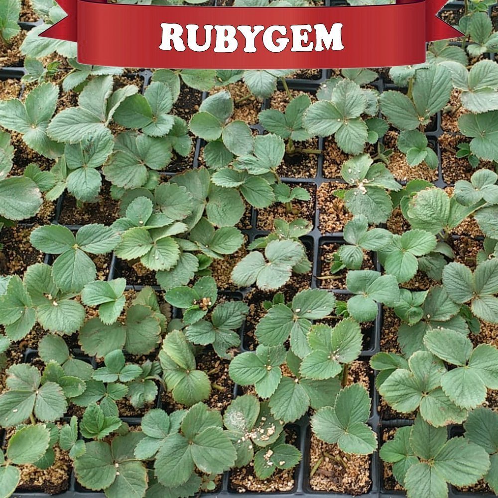 Rubygem Yediveren Çilek Fidesi