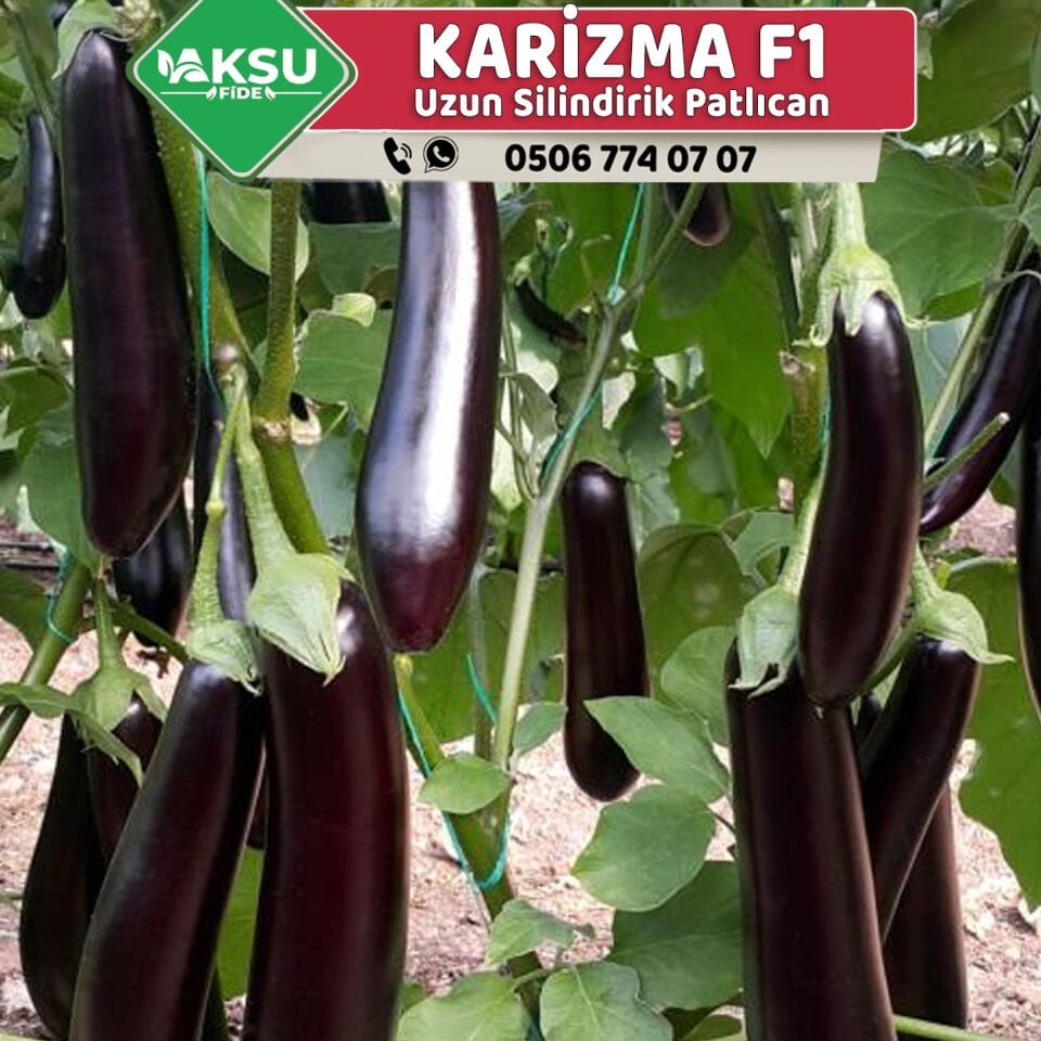 Karizma F1 Uzun Patlıcan Fidesi