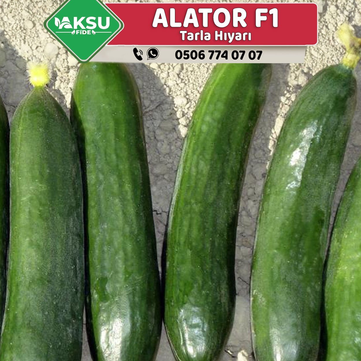 Alator F1 Oturak Hıyar Fidesi