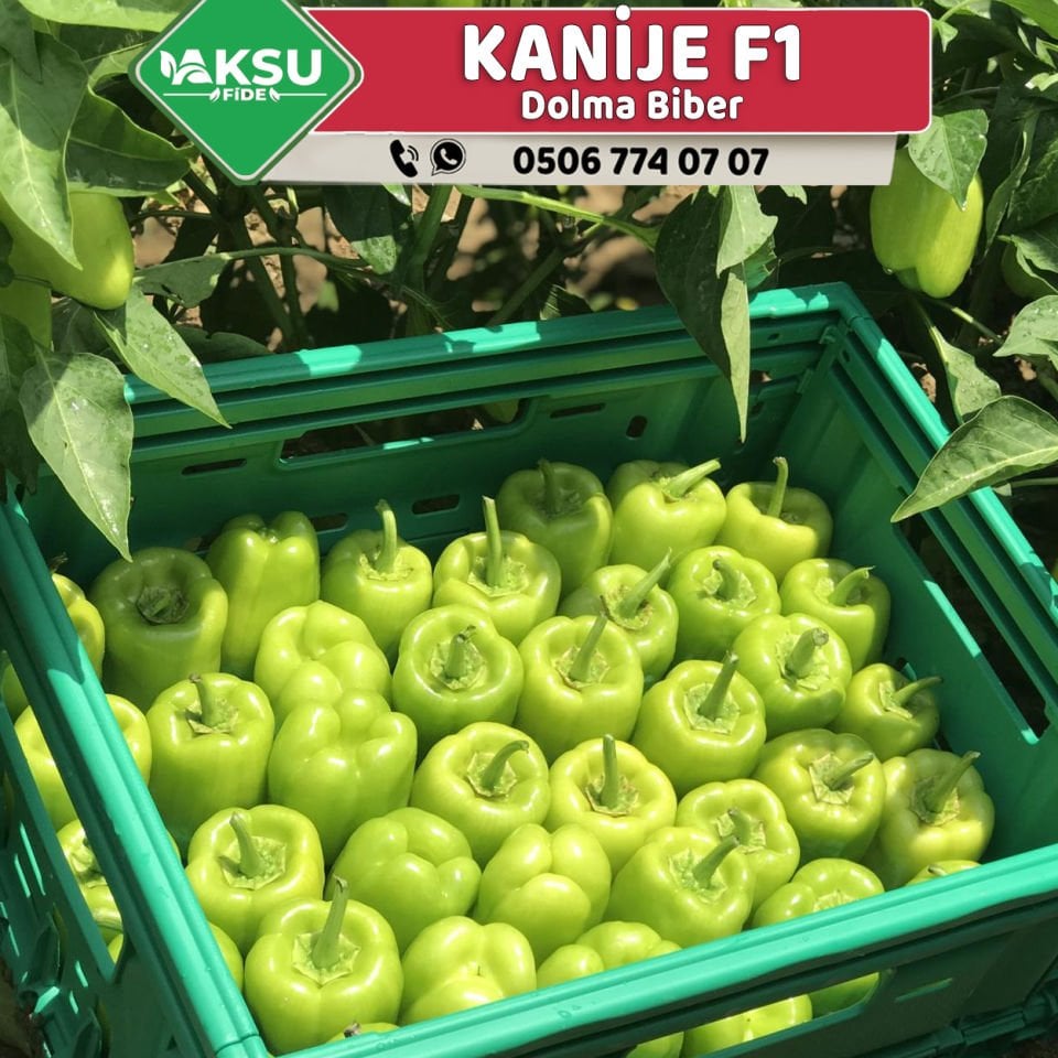 Kanije F1 Dolma Biber Fidesi