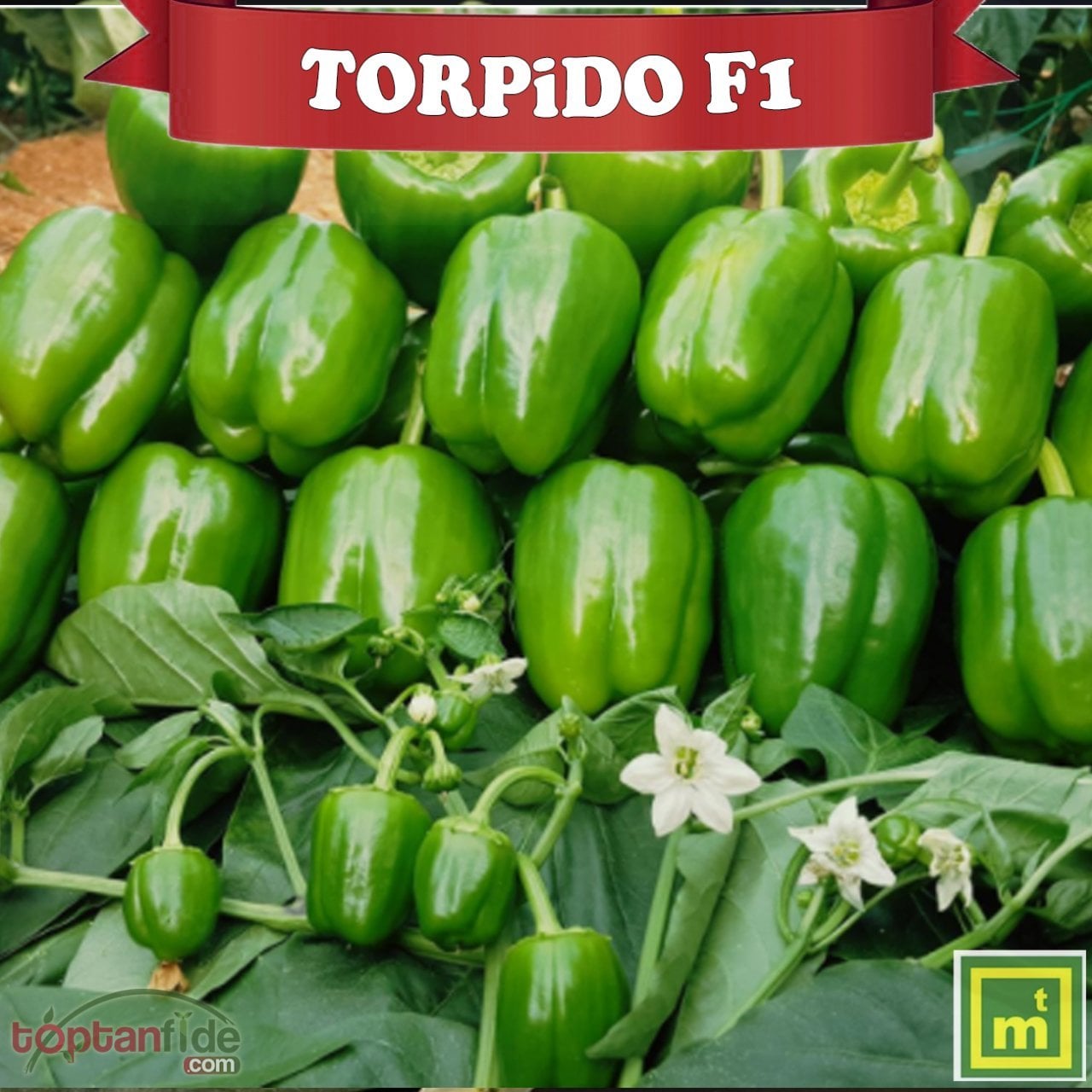 Torpido F1 Dolma Biber Fidesi