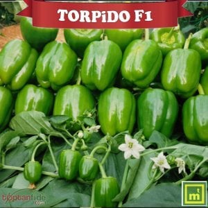 Torpido F1 Dolma Biber Fidesi