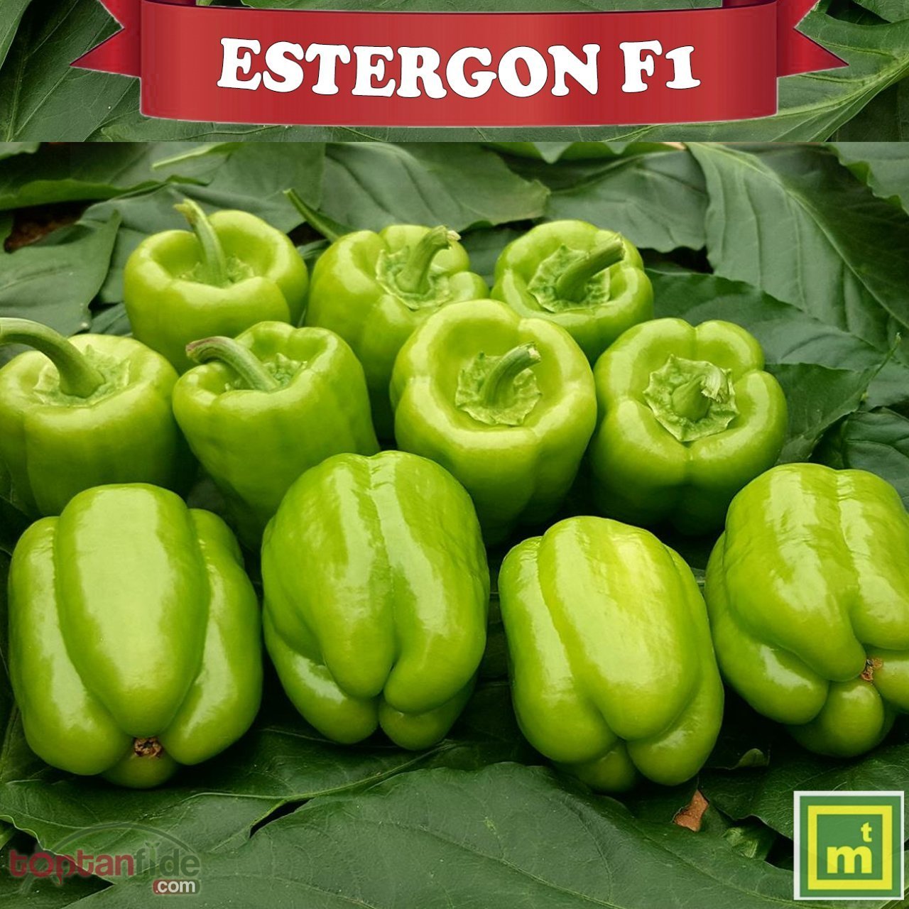 Estergon F1 Dolma Biber Fidesi