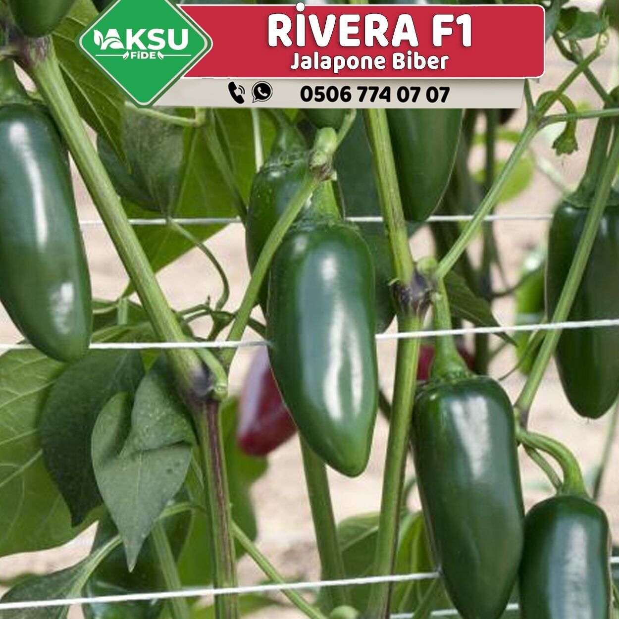 Rivera F1 Acı Jalapeno Biber Fidesi