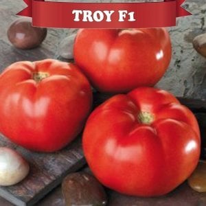 Troy F1 Oturak Domates Fidesi