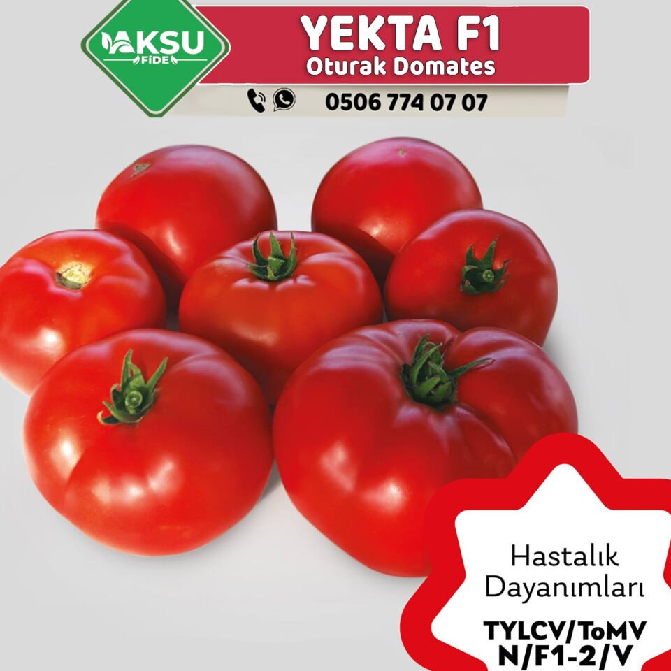 Yekta F1 Oturak Domates Fidesi