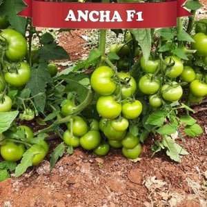 Ancha F1 Sırık Domates Fidesi