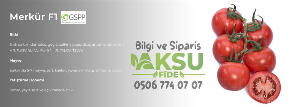Merkür F1 Sırık Domates Tohumu 1000 Adet