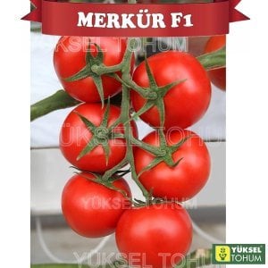 Merkür F1 Sırık Domates Tohumu 1000 Adet