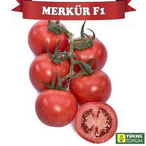 Merkür F1 Sırık Domates Tohumu 1000 Adet