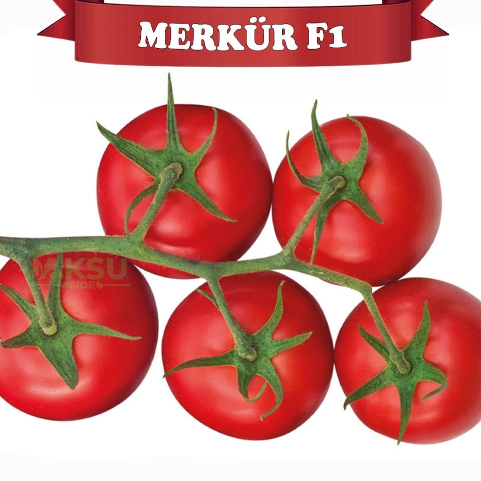 Merkür F1 Sırık Domates Tohumu 1000 Adet