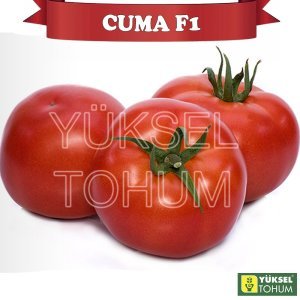 Cuma F1 Oturak Domates Tohumu