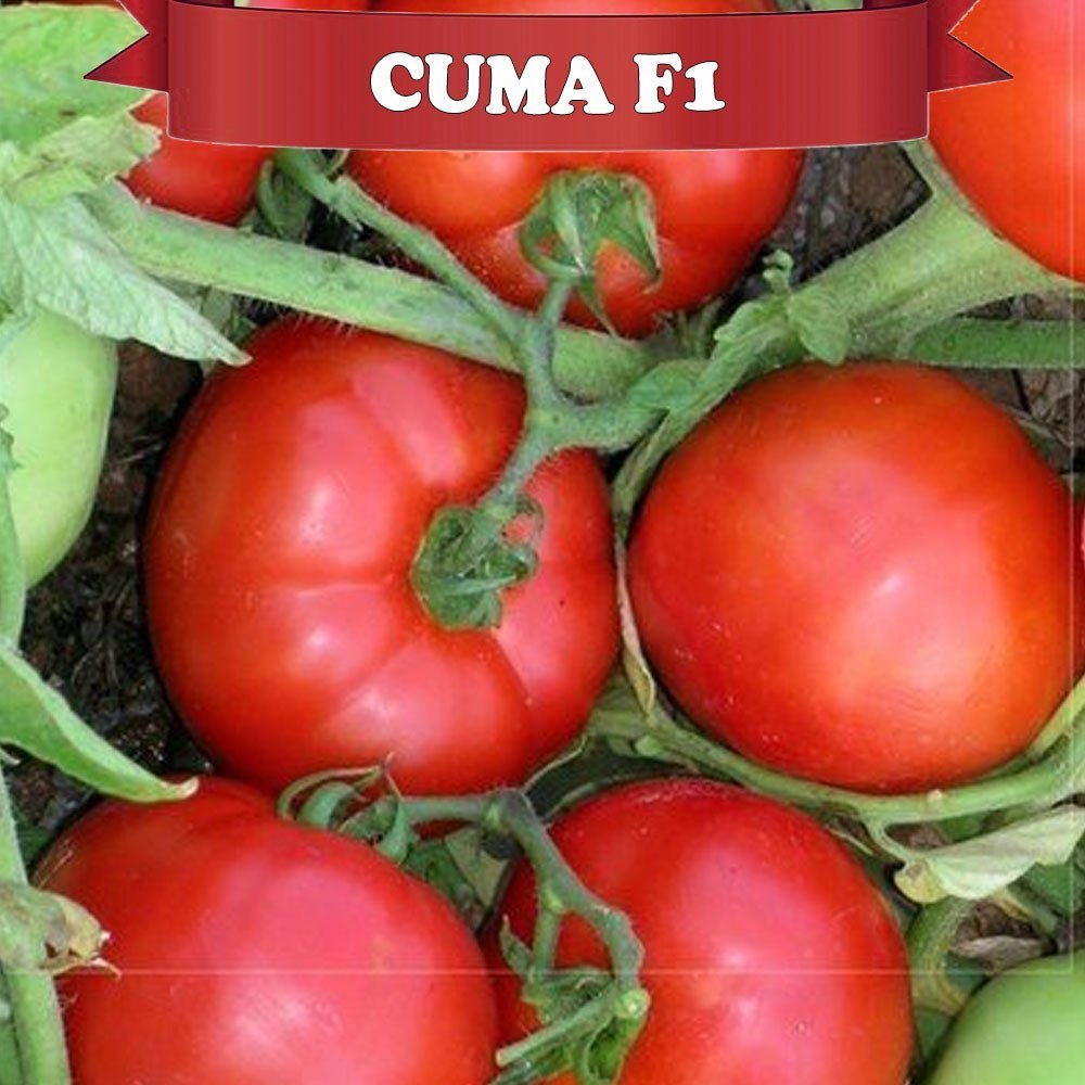 Cuma F1 Oturak Domates Tohumu