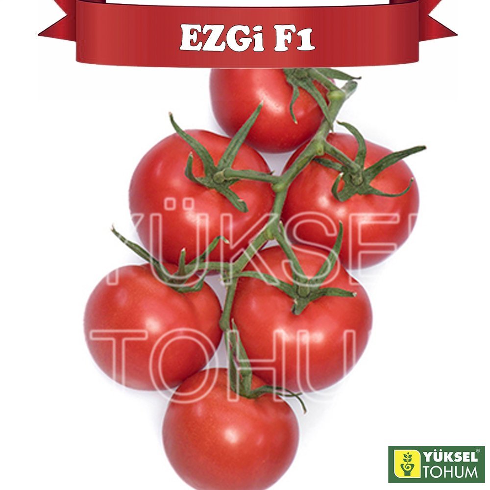 Ezgi F1 Sırık Salkım Domates Tohumu