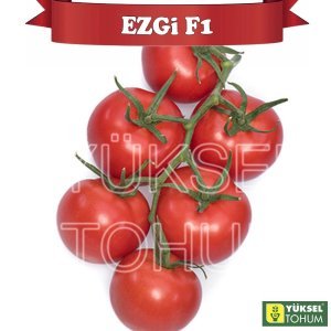 Ezgi F1 Sırık Salkım Domates Tohumu