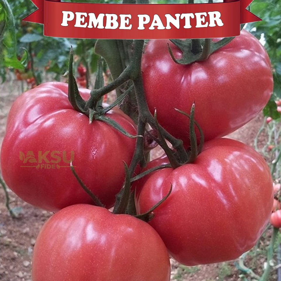 Pembepanter F1 Domates Tohumu 1000 Adet