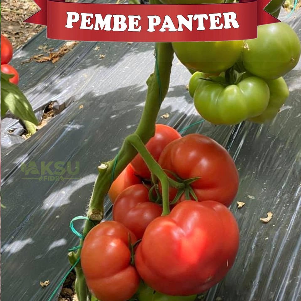 Pembepanter F1 Domates Tohumu 1000 Adet