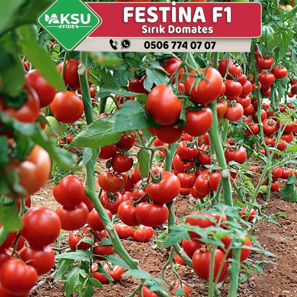 Festina F1 Sırık Domates Fidesi