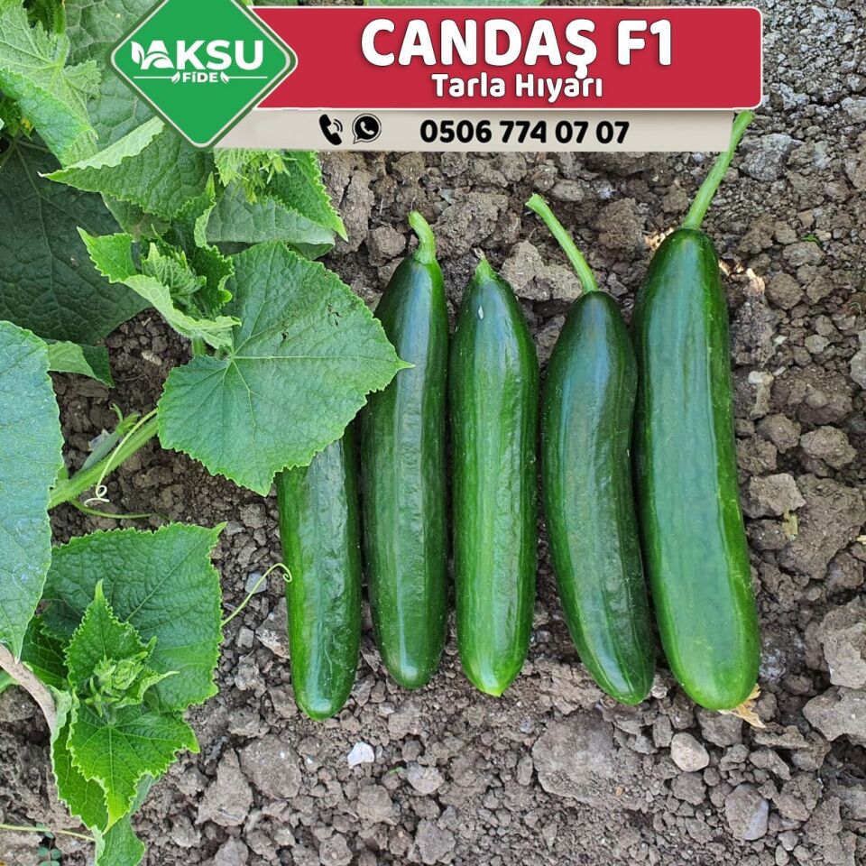 Candaş F1 Oturak Hıyar Fidesi