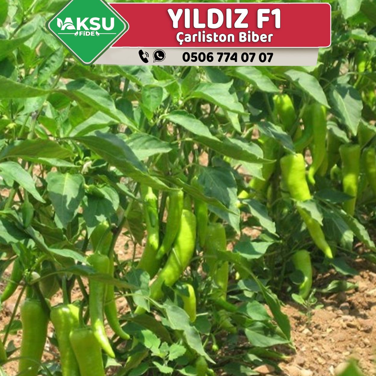 Yıldız F1 Çarliston Biber Fidesi