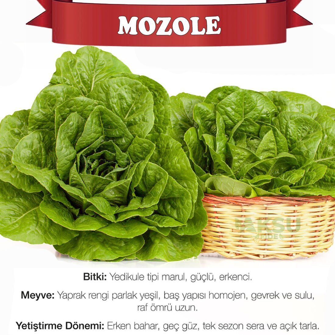 Mozole Yedikule Marul Tohumu 10.000 adet