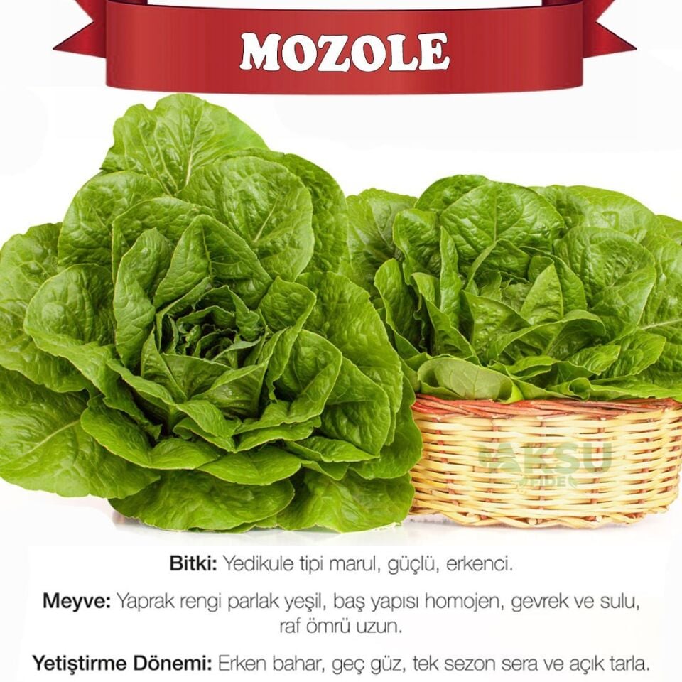 Mozole Yedikule Marul Tohumu 10.000 adet