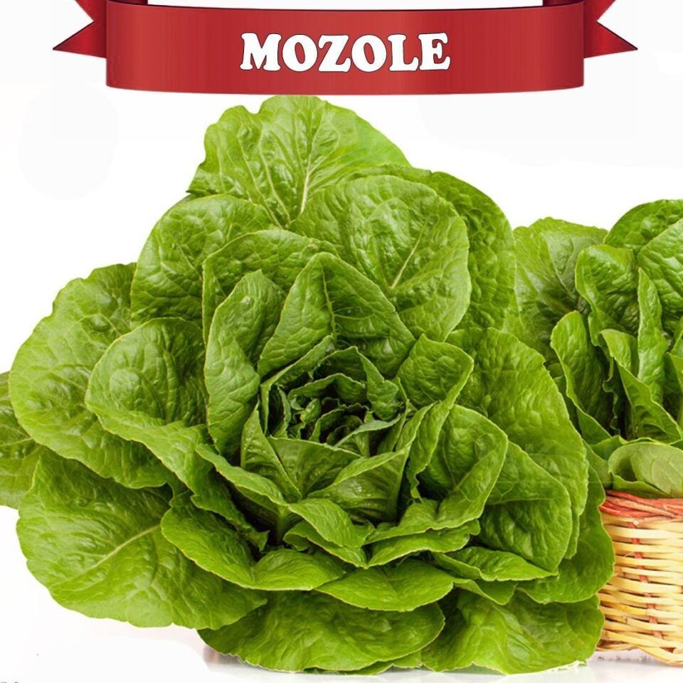 Mozole Yedikule Marul Tohumu 10.000 adet