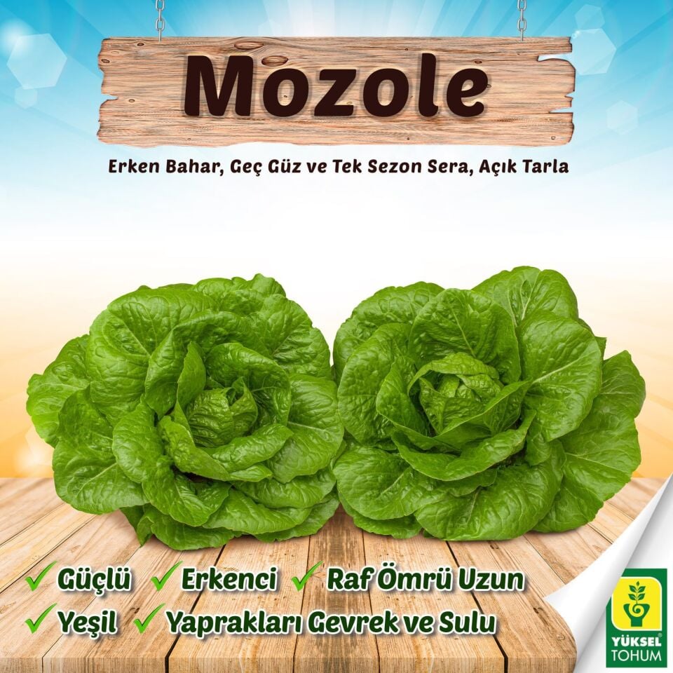 Mozole Yedikule Marul Tohumu 10.000 adet