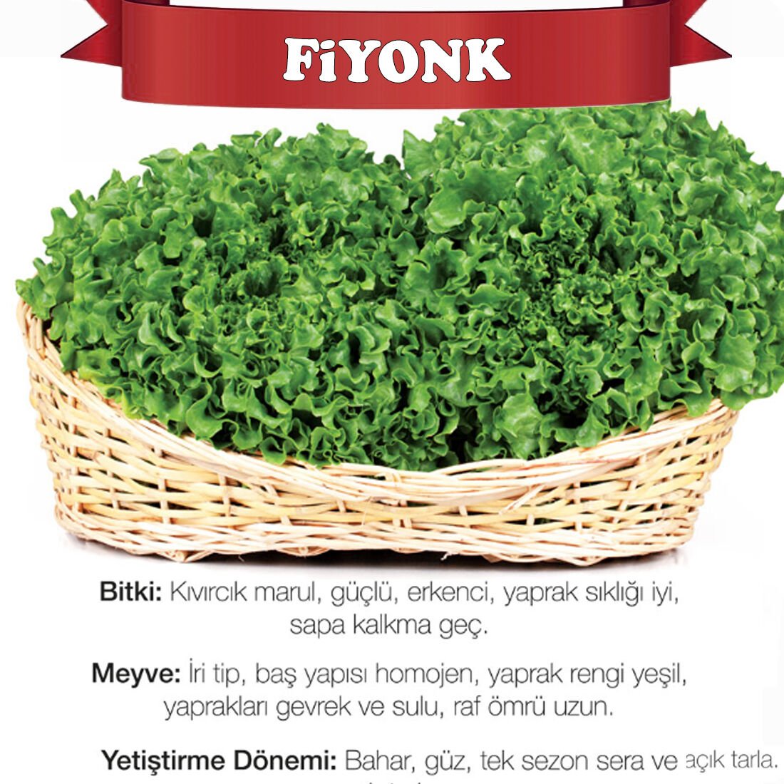 Fiyonk Kıvırcık Marul Tohumu 10.000 Adet