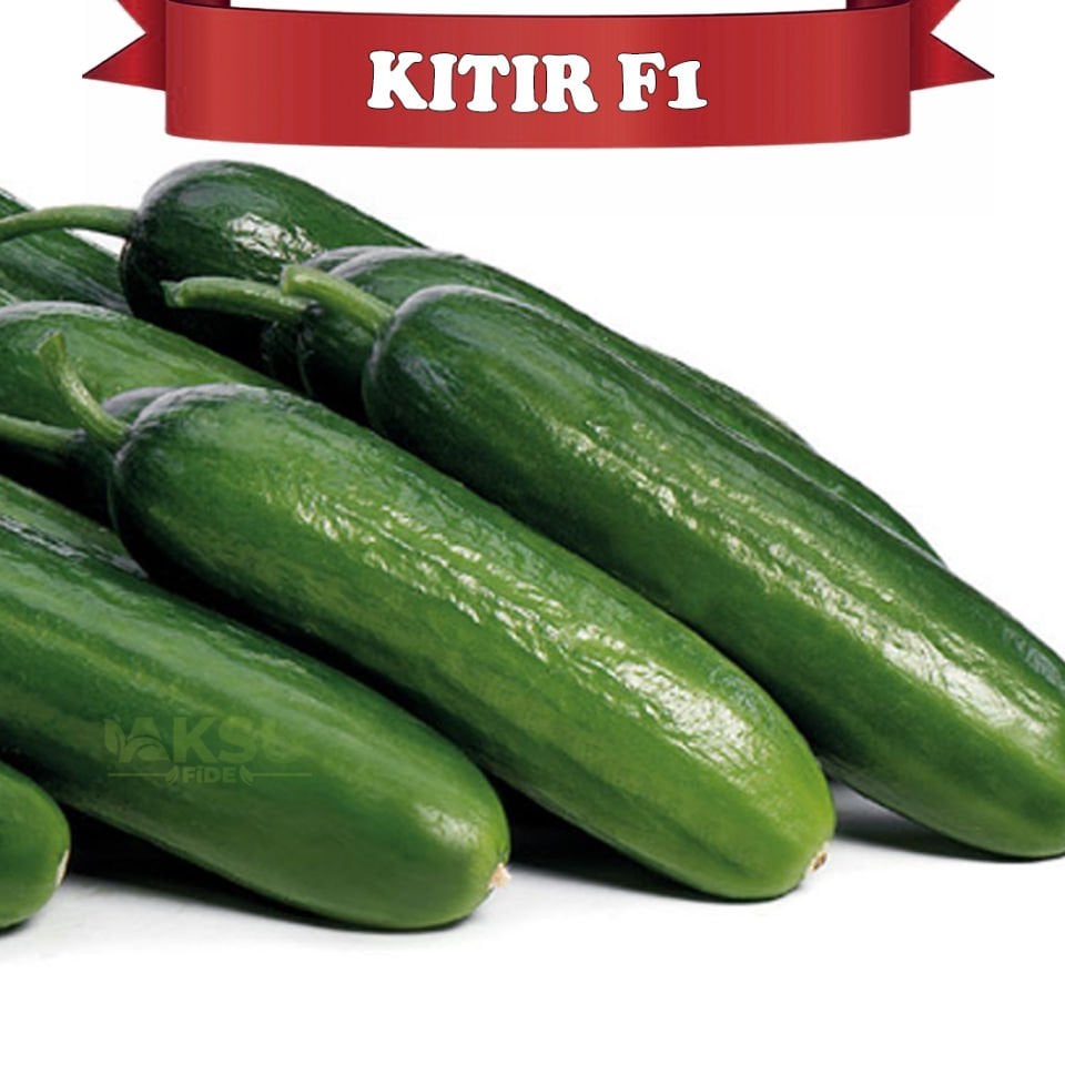 Kıtır F1 Silor Hıyar Tohumu