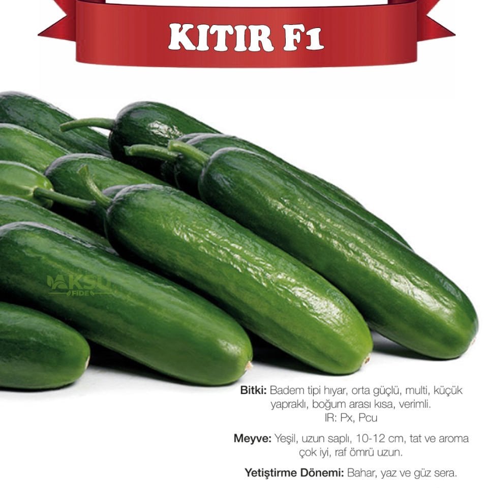 Kıtır F1 Silor Hıyar Tohumu