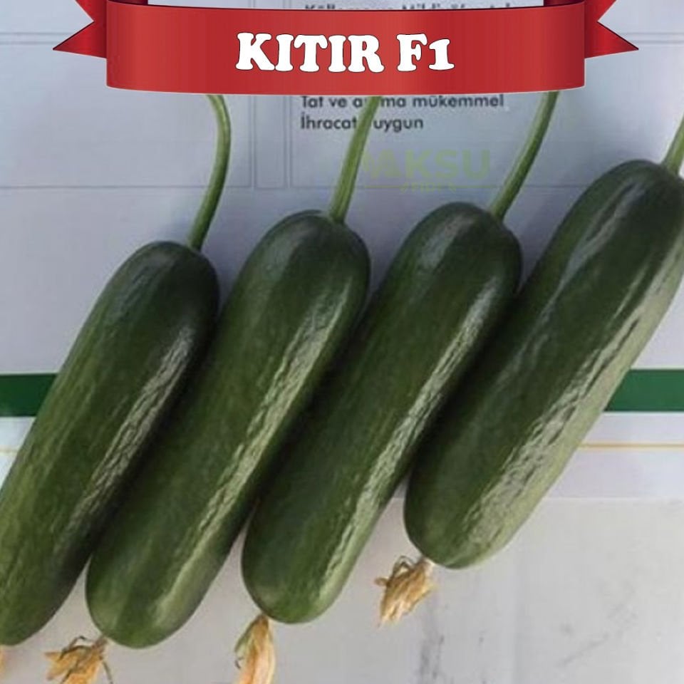 Kıtır F1 Silor Hıyar Tohumu