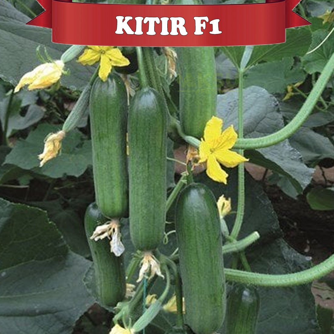 Kıtır F1 Silor Hıyar Tohumu