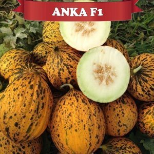 Anka F1 Kırkağaç Kavun Tohumu